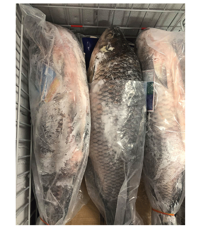 Rahu Fish Frozen