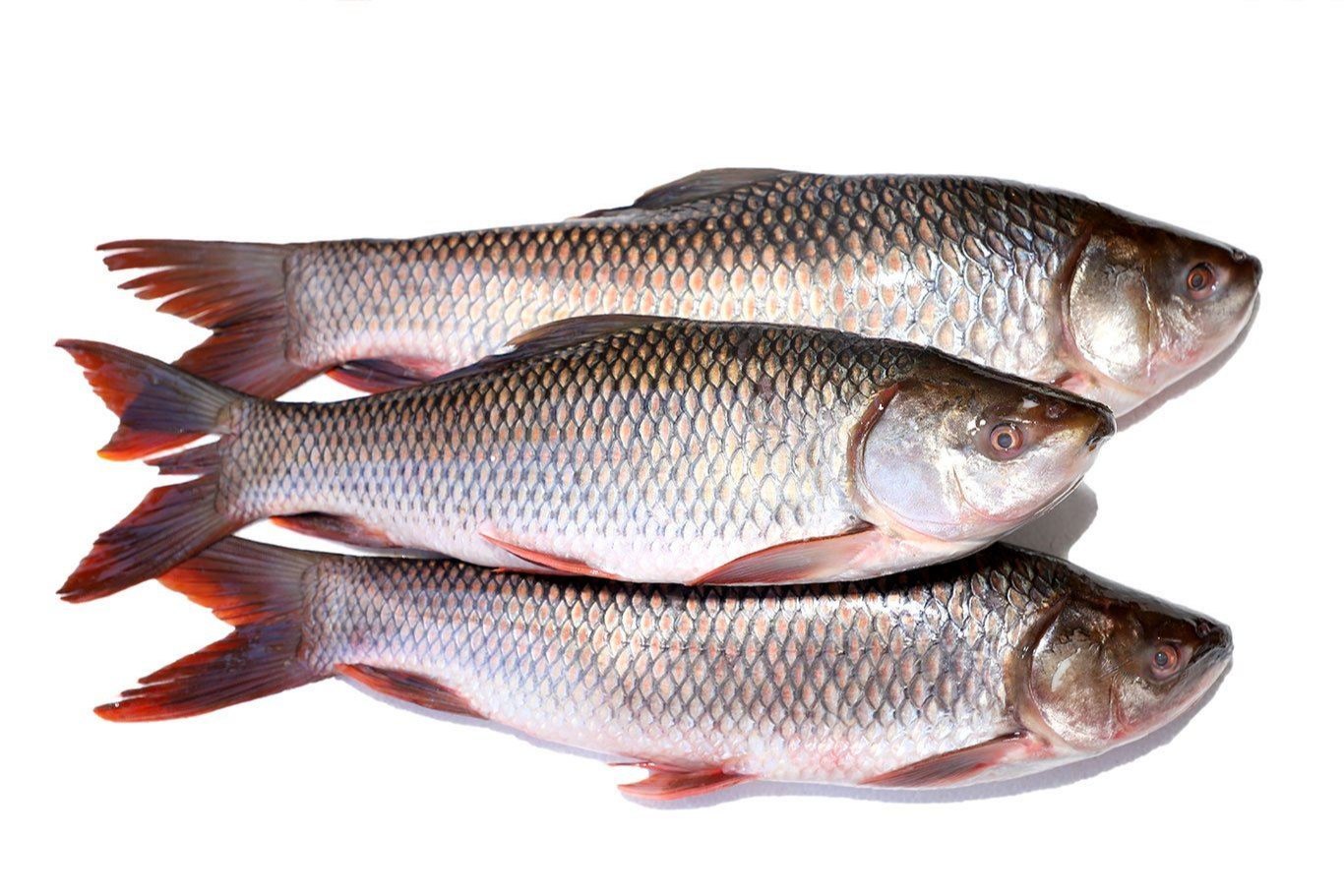 Rahu Fish