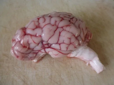 Goat Brain