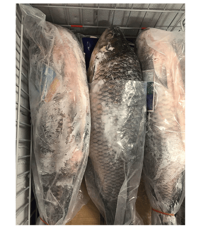 Rahu Fish Frozen